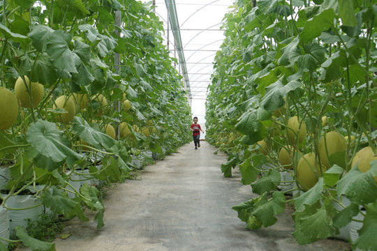Đắk Mil phát triển nông nghiệp ứng dụng công nghệ cao