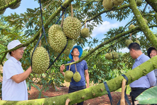 Những nông dân hợp tác vươn lên
