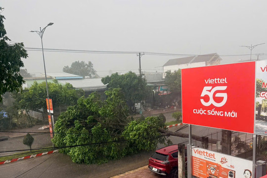 Kịp thời xử lý 3 cây xanh ngã đổ, chắn ngang đường ở Đức Linh