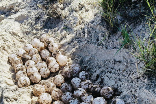 Green Sea Turtle Crawls Ashore at Hon Cau Marine Protected Area to Lay 82 Eggs