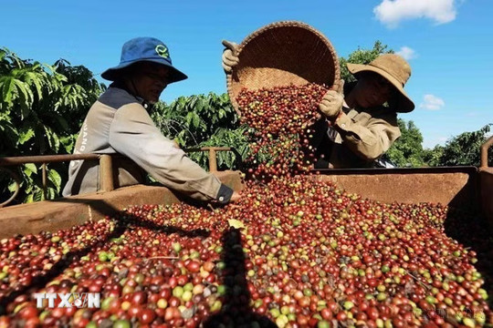 Việt Nam và Timor-Leste mở rộng hợp tác lúa gạo, càphê và thủy sản