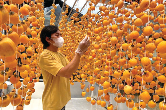 Đà Lạt vào mùa hồng treo gió