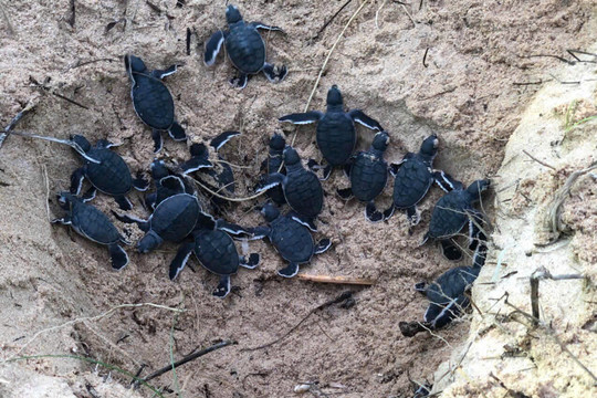 Phu Quy: 57 rare sea turtles released into the ocean