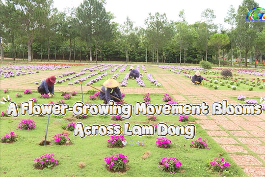 A Flower-Growing Movement Blooms Across Lam Dong