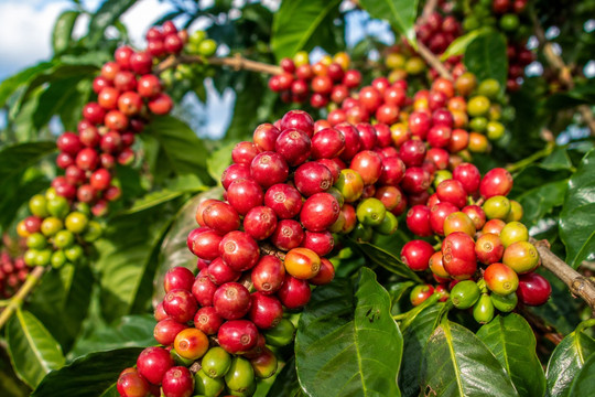 Giá cà phê hôm nay 14/10/2026: Tây Nguyên giảm 200 đồng/kg, Robusta London quay đầu đi xuống