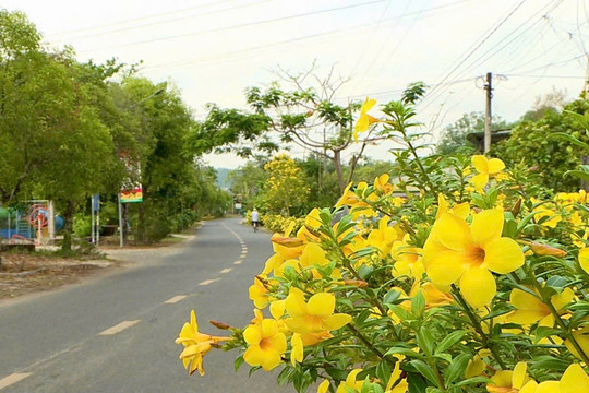 Lam Dong residents join hands to beautify their homeland