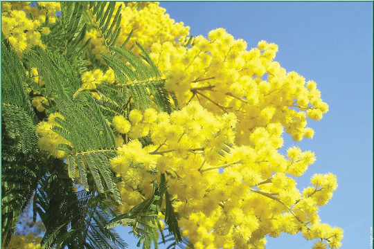 Mùa mimosa thắp nắng