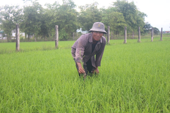 Khi hợp tác xã dẫn dắt nông dân canh tác lúa bền vững
