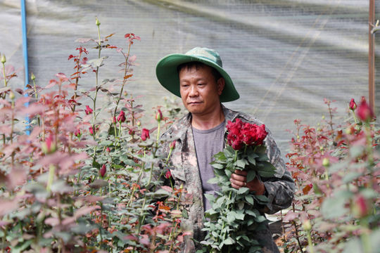 Hướng tới Festival Hoa Đà Lạt 2026: Thúc đẩy liên kết sản xuất, tiêu thụ hoa