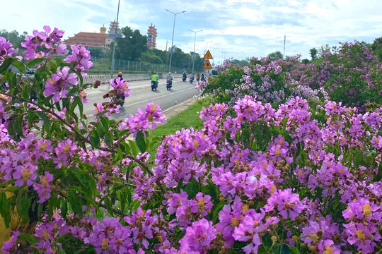 Tô điểm quê hương, hướng đến Festival Hoa Đà Lạt