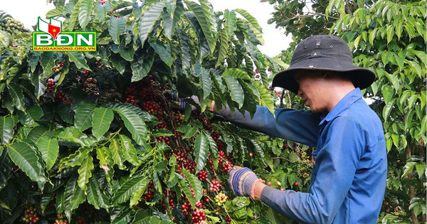 Giá cà phê tăng, nông dân tranh thủ thu hoạch sớm