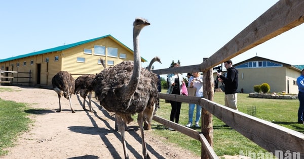 Phương pháp nuôi đà điểu ostrich sống sót tới 99  Đà Điểu Trung Kiên