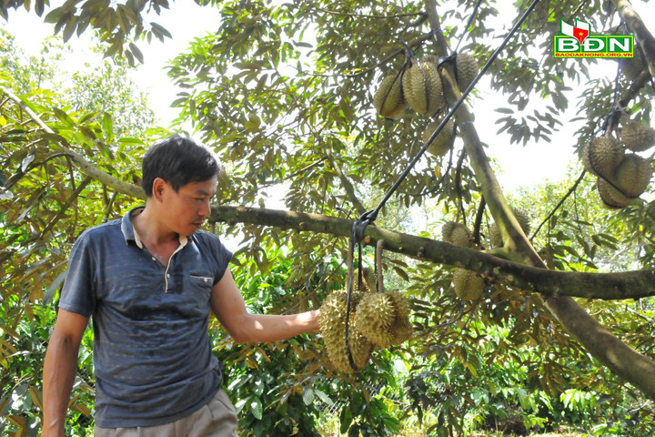 Trung Quốc cấp 8 mã vùng trồng sầu riêng cho Đắk Nông