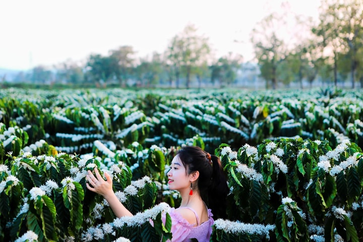 Mê mẩn mùa hoa cà phê nở trắng trời, thơm nức ở Tây Nguyên