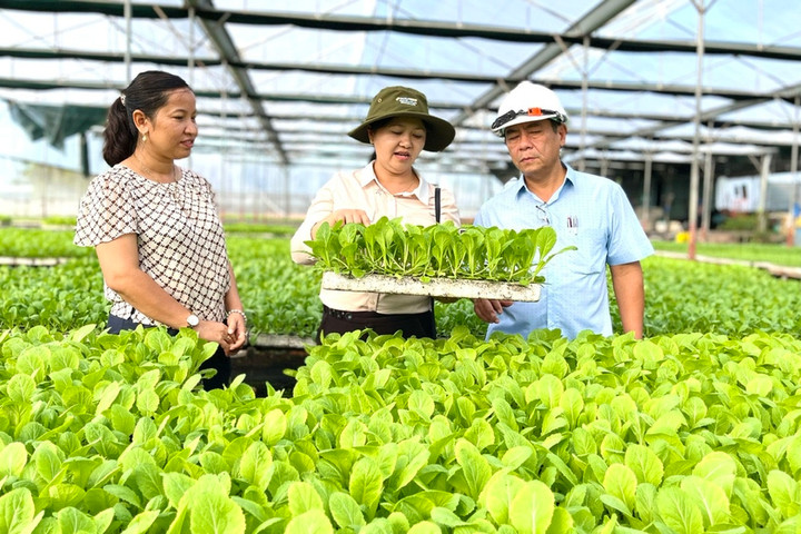 Thử nghiệm mô hình trồng rau dưới tán cây ăn quả tại Trại Rau quả Bắc Hà   Trung Tâm Giống Nông Nghiệp Lào Cai