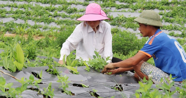 Nhiều tiềm năng phát triển công nghiệp dược liệu ở Việt Nam