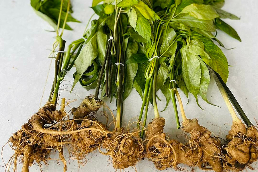 Vài trăm nghìn đồng một củ 'sâm Ngọc Linh 7 năm tuổi'