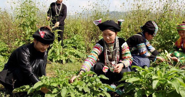 Tiềm năng phát triển ngành dược liệu ở Việt Nam rất lớn
