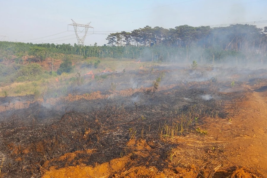 Đề nghị điều tra nguyên nhân nhiều lần cháy rừng thông non ở Đắk Nông