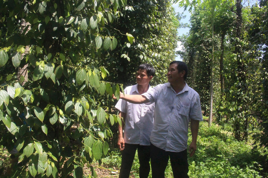 Nông dân Đắk Nông và xu hướng tiêu thụ nông sản mới