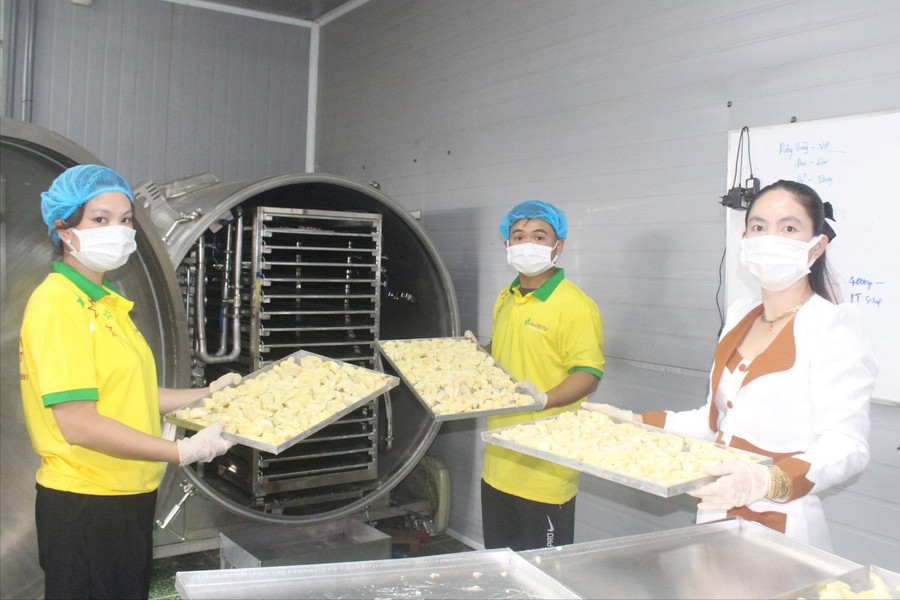Nâng tầm nông sản Đắk Nông từ công nghệ sấy thăng hoa