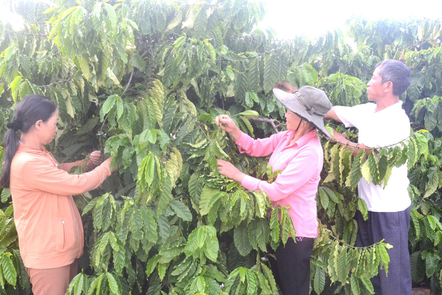 Nông nghiệp Đắk Nông tự tin hoàn thành mục tiêu