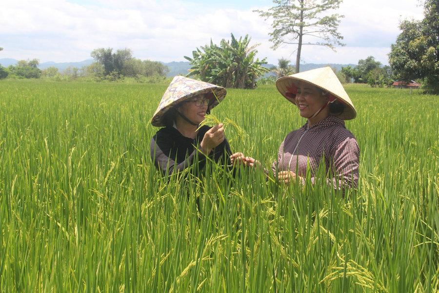 Khi nông dân Đắk Nông chọn kinh tế tập thể