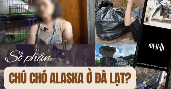 Diễn tiến mới vụ chú chó Alaska bị đánh đập ở Đà Lạt: Nhóm cứu hộ chi 75 triệu đồng để chuộc nhưng thất bại, tiết lộ các bé từng bị "dạy" bằng roi điện