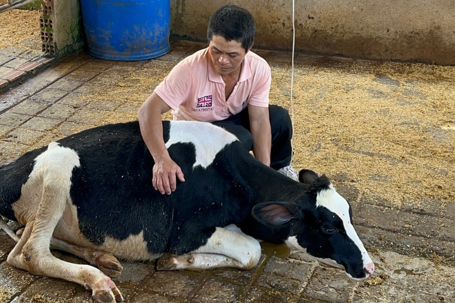 Nông dân lên tiếng về giá bồi thường vụ 550 bò sữa chết sau tiêm vaccine