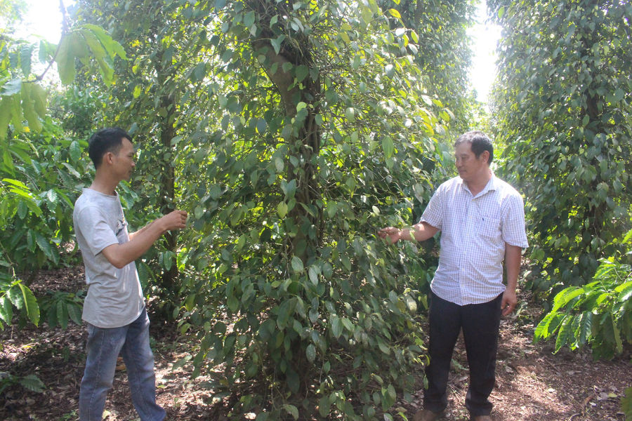 Một hợp tác xã ở Đắk Nông đạt tiêu biểu toàn quốc