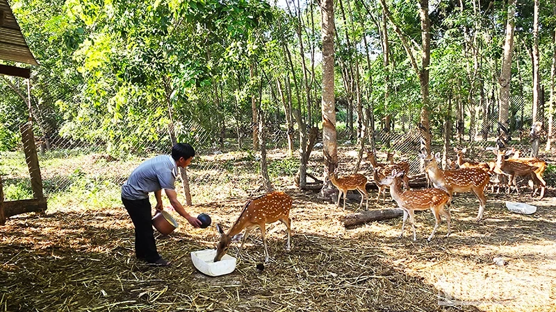 Kon Tum: Hiệu quả nuôi hươu sao tại huyện biên giới Ia H’Drai