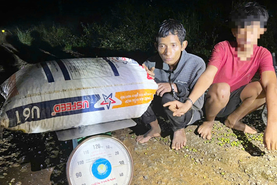 Bảo Lộc: Khởi tố, bắt tạm giam đối tượng hái trộm cà phê