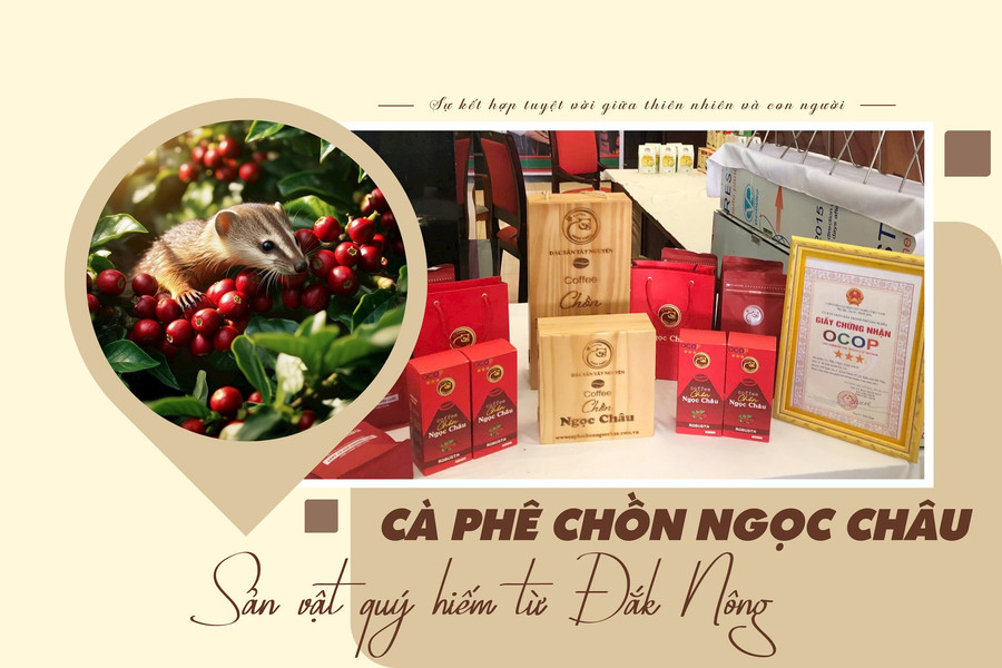 Cà phê chồn Ngọc Châu: Sản vật quý hiếm từ Đắk Nông