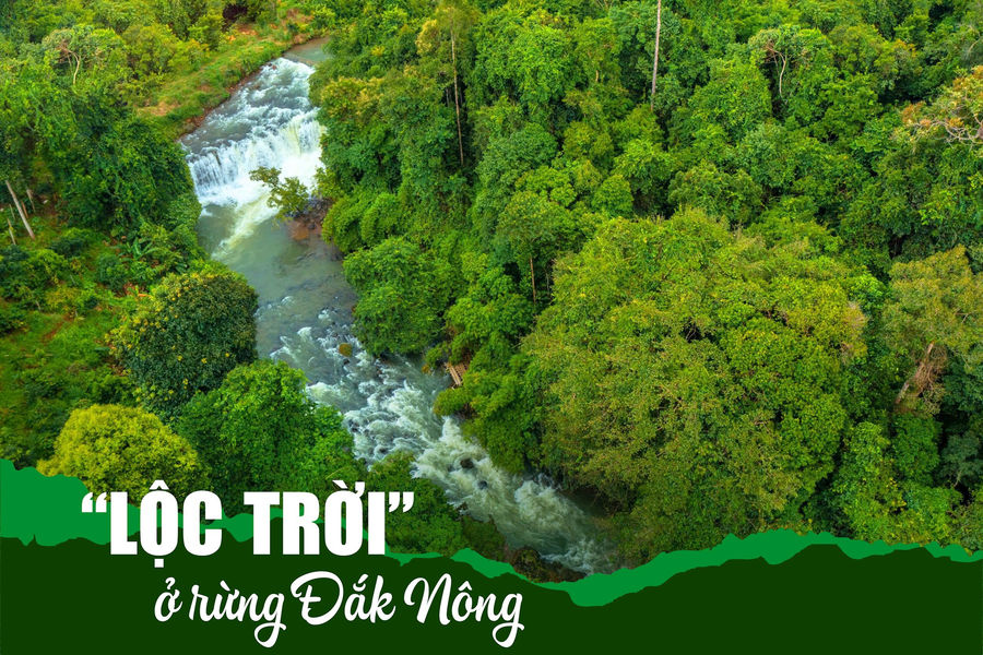 "Lộc trời" ở rừng Đắk Nông