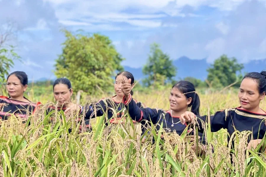 Mùa vàng ấm no miền biên cương