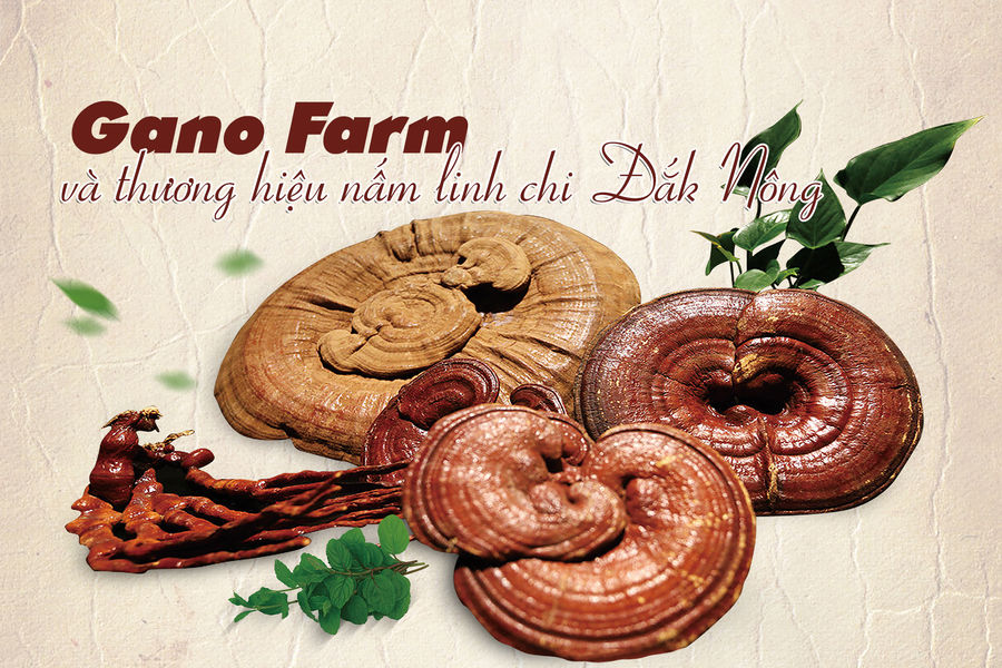Gano Farm và thương hiệu nấm linh chi Đắk Nông