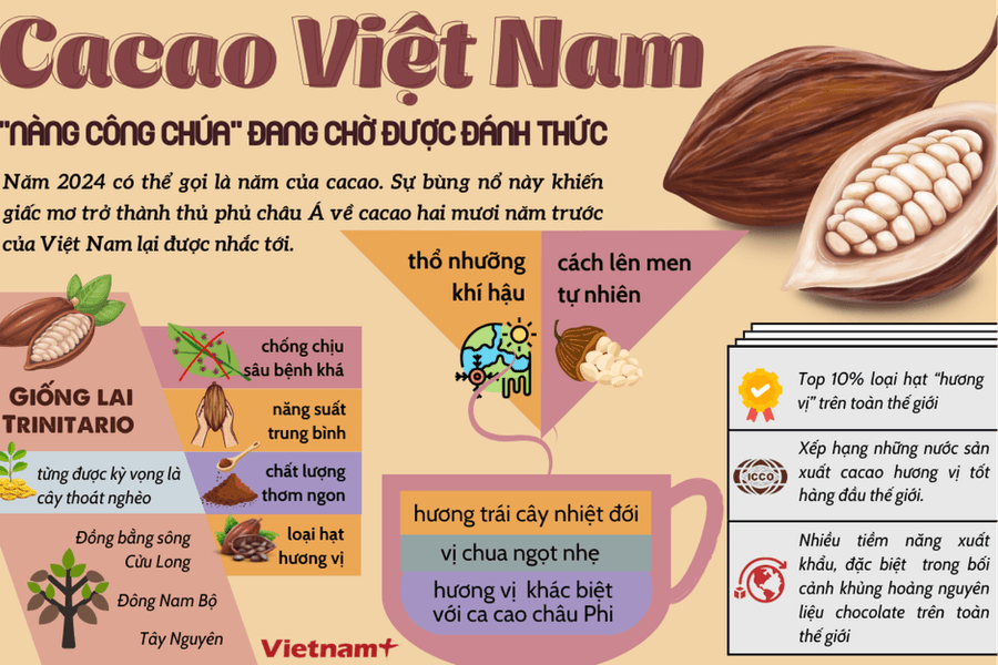 Đã đến lúc cacao Việt Nam trở lại với giấc mơ trở thành "thủ phủ" của châu Á?