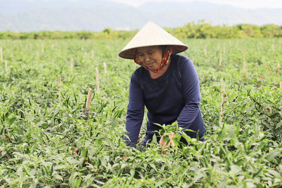 Nông dân xã vùng xa Đắk Nông thu tiền tỷ từ ớt chỉ thiên