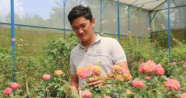 Bỏ phố, lương cao về Đắk Nông trồng hoa hồng  thu hơn 10 tỷ/năm