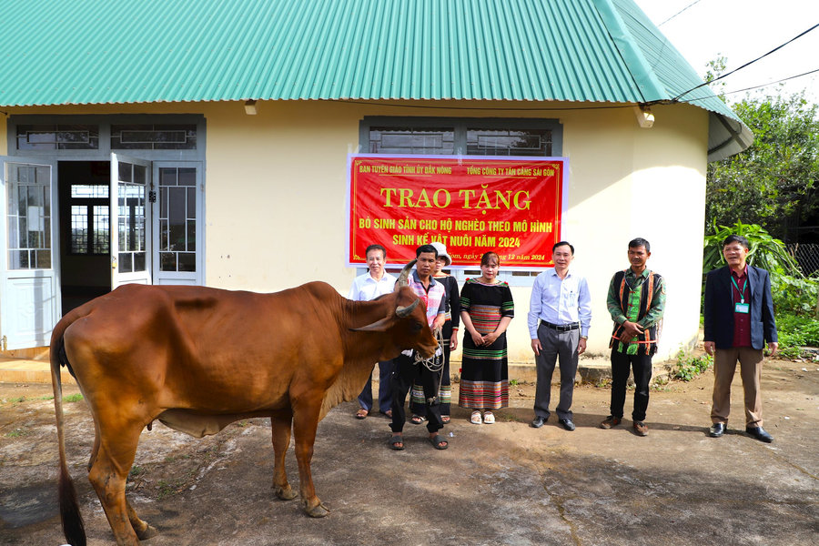 Hỗ trợ bò giống cho hộ nghèo tại huyện nghèo Đắk Nông