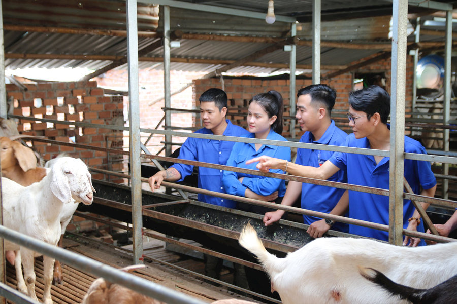 Thanh niên xã vùng xa Đắk Nông giúp nhau lập nghiệp