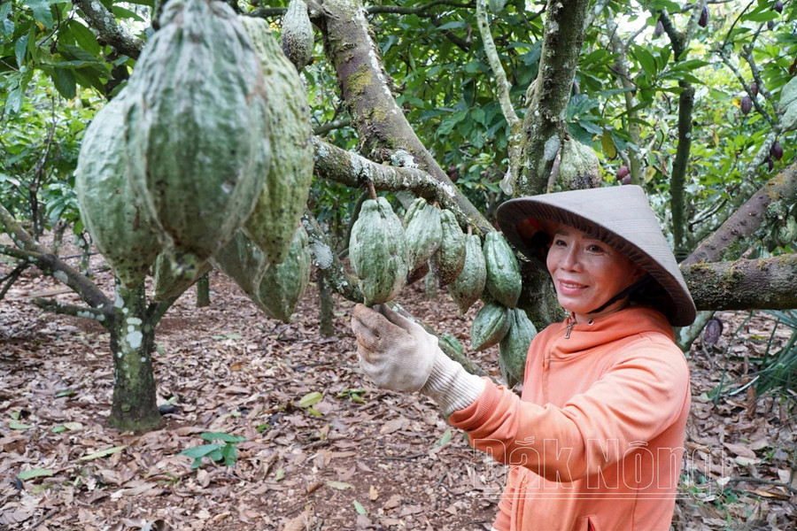 Cây ca cao khẳng định giá trị ở Đắk Nông