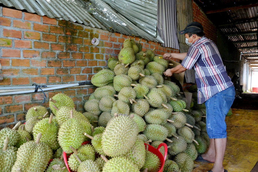 Sản lượng trái cây Đắk Nông giảm khoảng 652 tấn