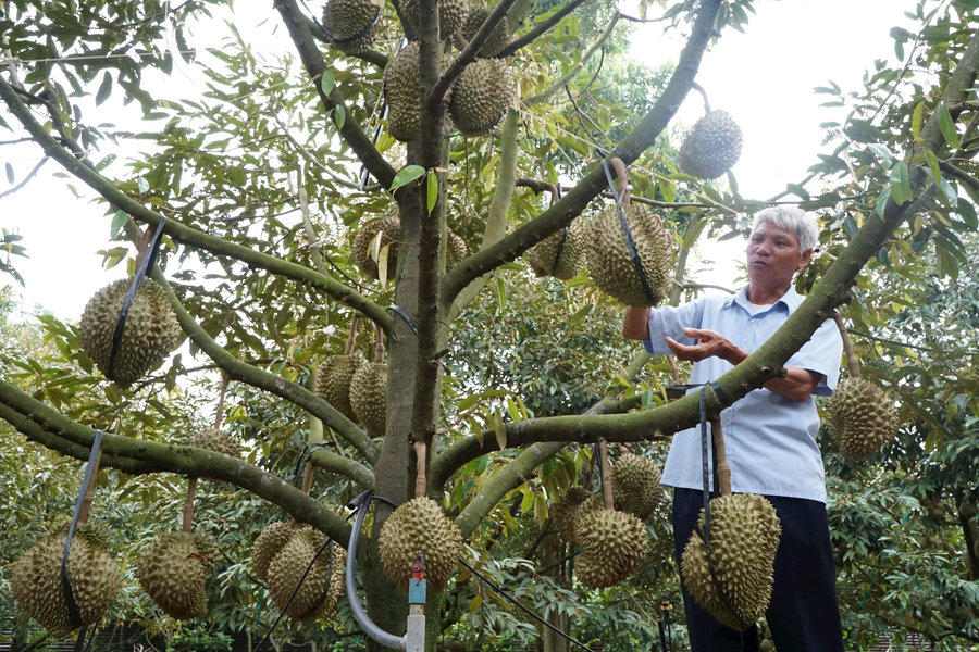 Nông sản "lên ngôi", nông dân Đắk Nông đón tết rộn ràng