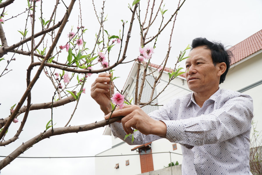 Tết sung túc nhờ trúng vụ hoa đào Nhật Tân