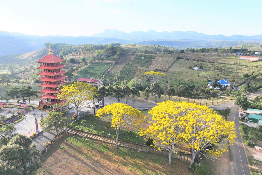 Đắm say phượng vàng khoe sắc đầu xuân