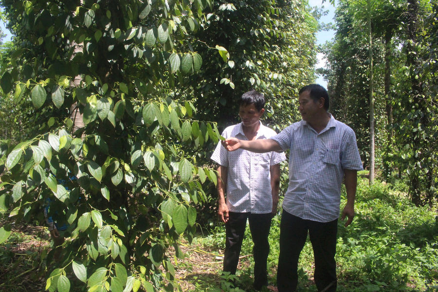 Vì sao hồ tiêu Đắk Nông có giá bán cao nhất các tỉnh Tây Nguyên?