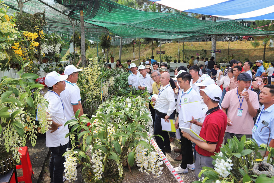 Hơn 1.200 tác phẩm hoa lan khoe sắc tại Hội thi Hoa lan TP Bảo Lộc mở rộng năm 2025