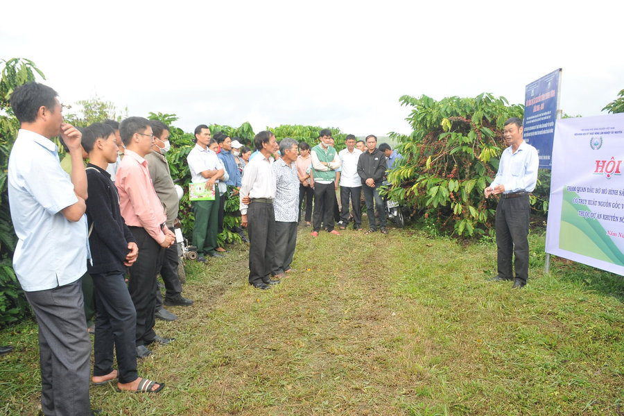 Hiệu quả từ giải pháp IPM trên cà phê