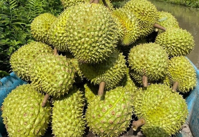 Sầu riêng đang lâm nguy